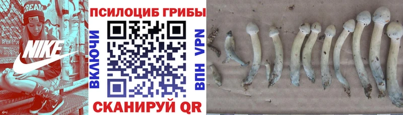 Купить закладки  Чистополь  Псилоцибиновые грибы Magic Shrooms 